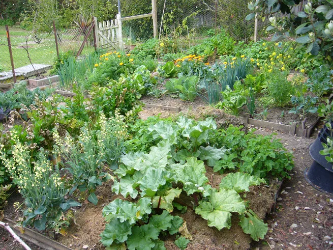 Garden